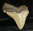 Bargain Inch Megalodon Tooth #1166-1